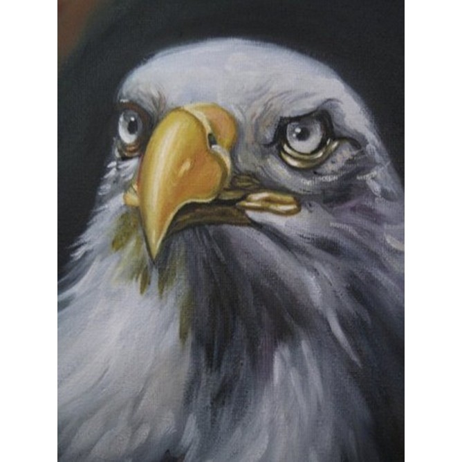Aquila